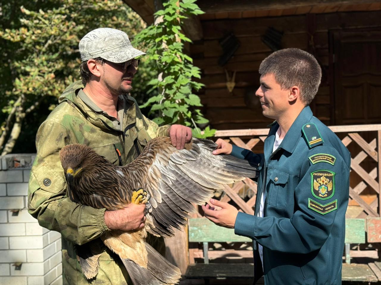 Истощенного орла-могильника обнаружили в Саратовской области
